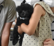 結ちゃんBaby／トイプードル