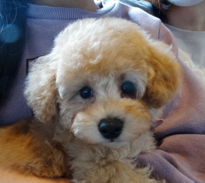 モナちゃんBaby／トイプードル