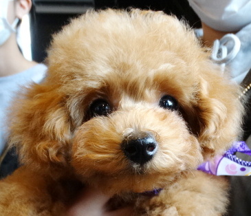 サラちゃんBaby　（小）／トイプードル