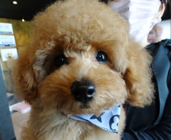 イトちゃんBaby（小さめ）／トイプードル