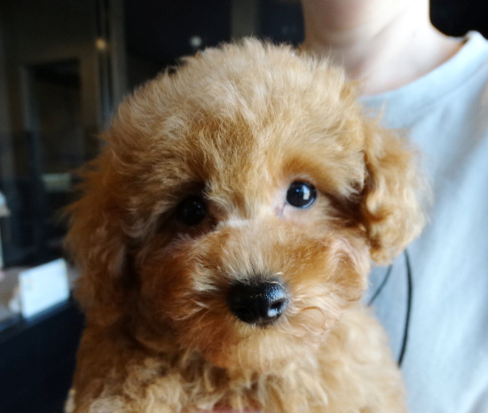 ピーチちゃんBaby／トイプードル