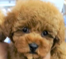 エマちゃんBaby／トイプードル