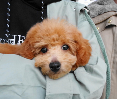 結ちゃんBaby／トイプードル