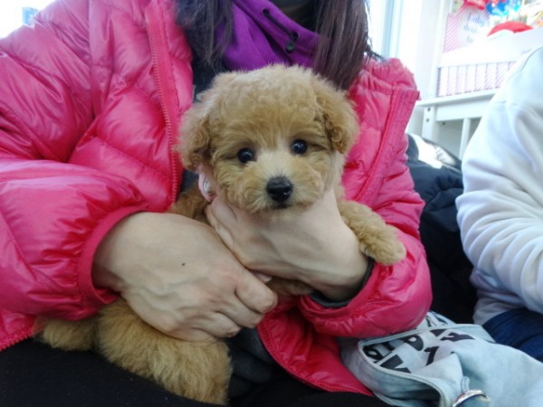 ミシェルちゃんBaby　　　(タイニーサイズ）／トイプードル