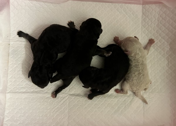 3月ひまりちゃん出産予定／トイプードル