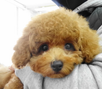 エマちゃんBaby／トイプードル