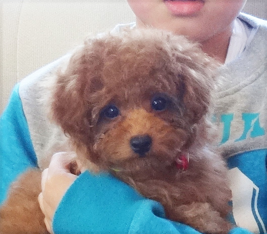 ユメ　ちゃん　 Baby／トイプードル