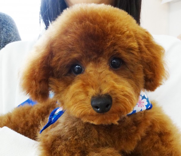  ノアちゃん　Baby／トイプードル