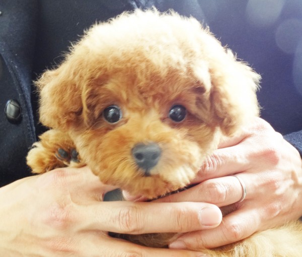 ユメちゃん　baby／トイプードル