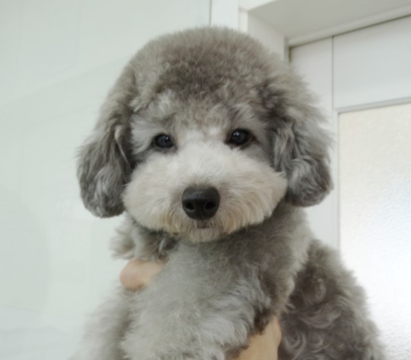 パールちゃんBaby／トイプードル