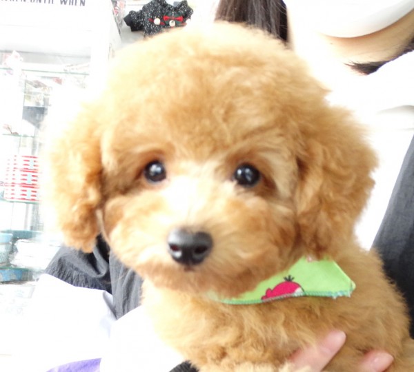 ルージュ　ちゃん　baby／トイプードル