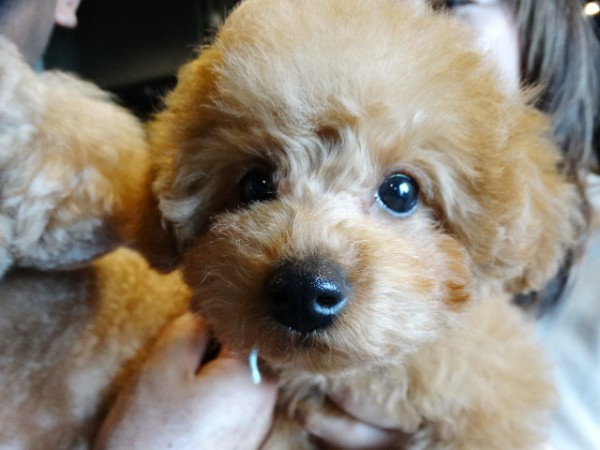 イトちゃんBaby／トイプードル