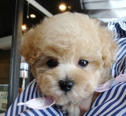 ピーチちゃんBaby(極小）／トイプードル