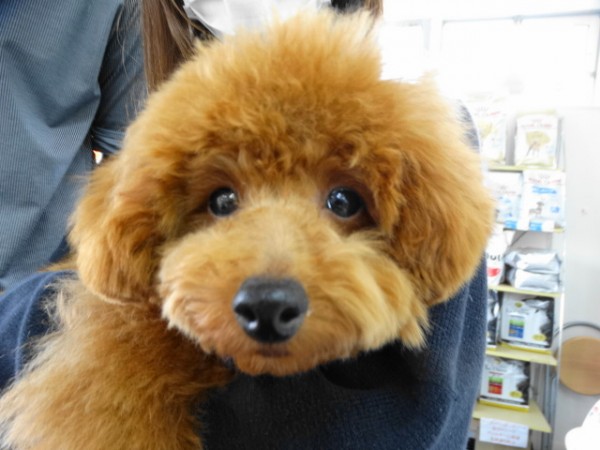 結ちゃんBaby／トイプードル