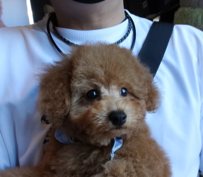 結ちゃんBaby／トイプードル