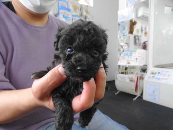 ローラちゃんBaby　(極小）／トイプードル