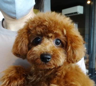 結ちゃんBaby（タイニー）／トイプードル