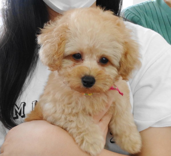 アリスちゃん　Baby　（小さめ）／トイプードル