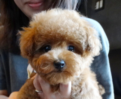 詩ちゃんBaby／トイプードル