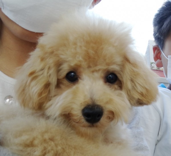 ミシェル　ちゃん　Baby ／トイプードル