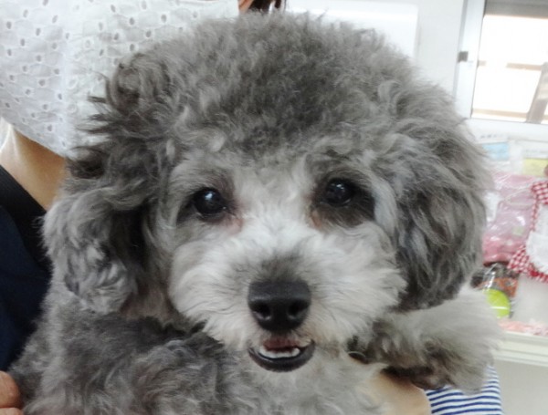 ローラちやん　Baby／トイプードル