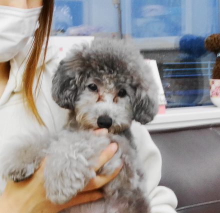 パールちゃん　Baby／トイプードル