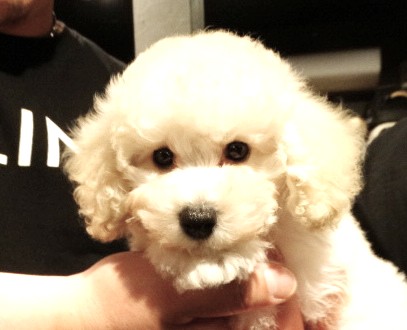 ネネちゃんBaby／トイプードル