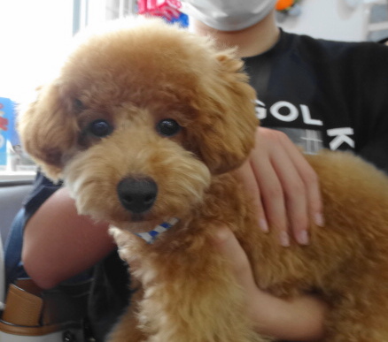 結ちゃんBaby／トイプードル