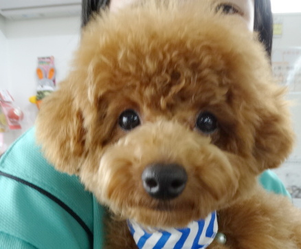 結ちゃんBaby／トイプードル