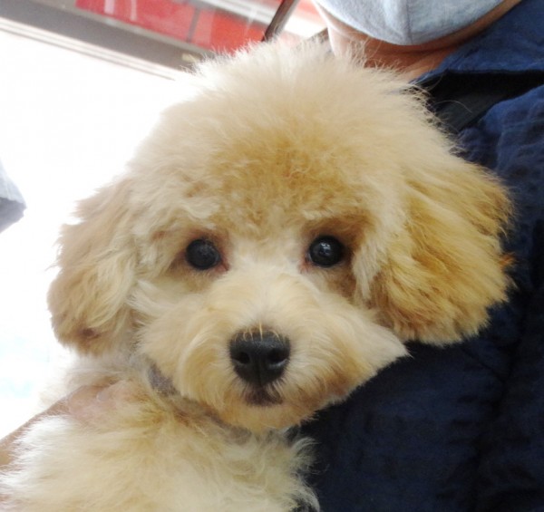 ミシェルちゃん　Baby／トイプードル