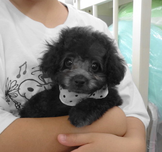 ローラちゃんBaby　（極小）／トイプードル