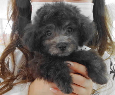 ローラちゃんBaby　（極小）／トイプードル