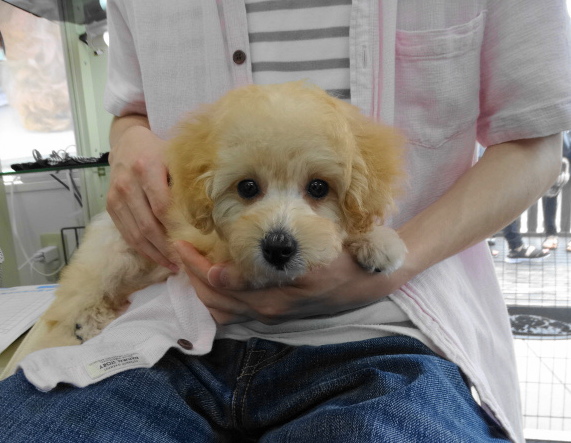 ポシェットちゃんBaby／トイプードル