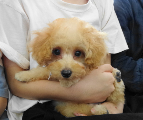 ポシエットちゃんBaby／トイプードル