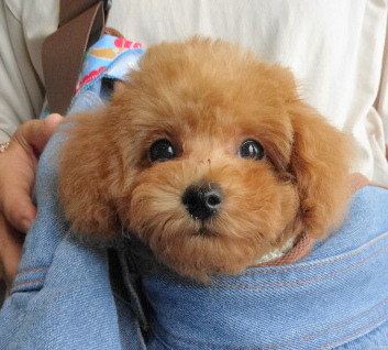 イトちゃんBaby／トイプードル