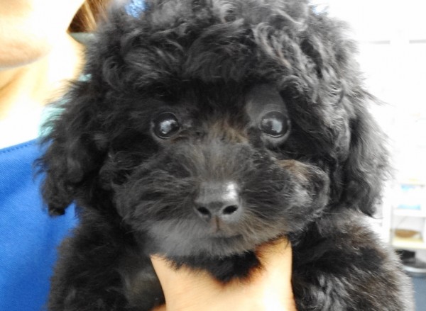 モナちゃんBaby／トイプードル