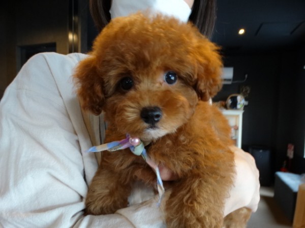 結ちゃんBaby／トイプードル