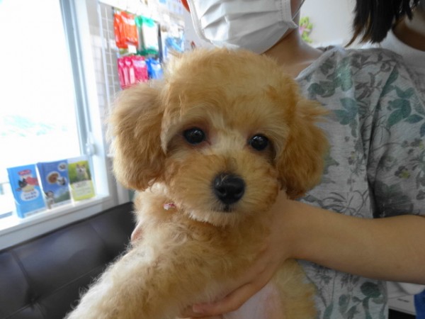 ポシエットちゃんBaby／トイプードル