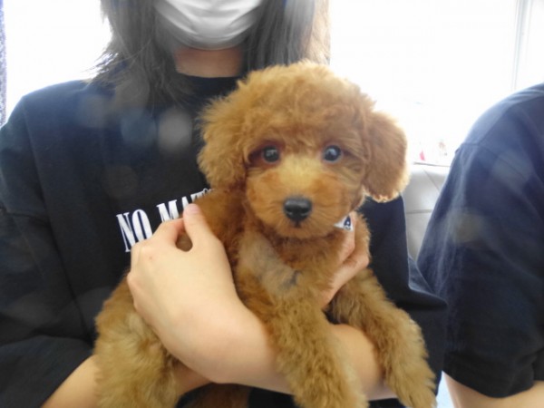 ポシェットちゃんBaby／トイプードル