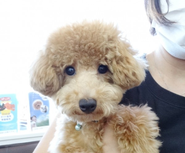 シェリーちゃん　Baby／トイプードル