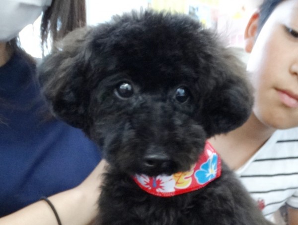 ユメちゃん  Baby　／トイプードル