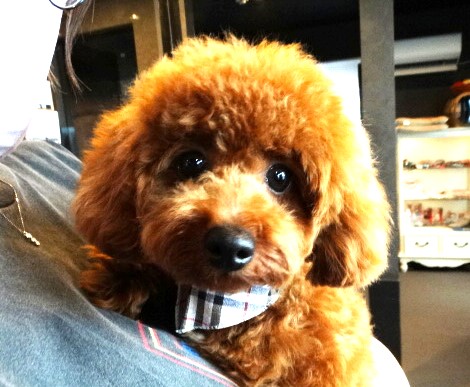 ポシェットちゃんBaby（タイニー）／トイプードル