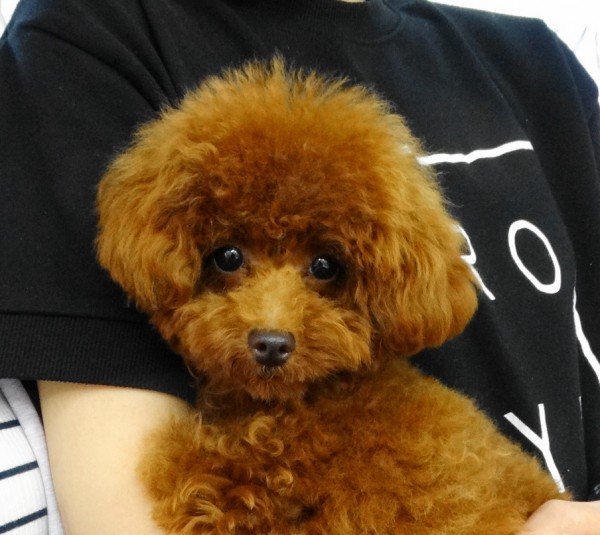 アリスちゃん Baby　（極小）／トイプードル