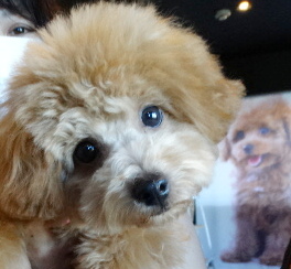 ピーチちゃんBaby／トイプードル