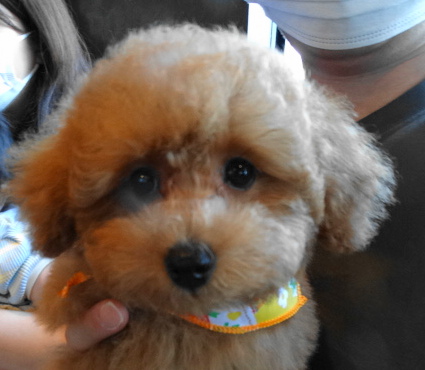 イトちゃんBaby／トイプードル