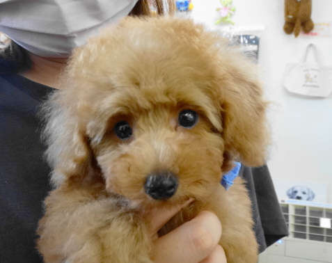 サラちゃんBaby　（小さめ）／トイプードル