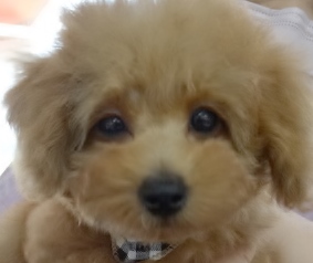 サラちゃんBaby／トイプードル