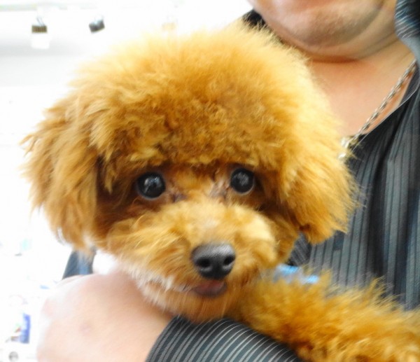 シェリーちゃんBaby （極小）／トイプードル