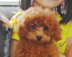 ポシェットちゃん　Baby／トイプードル