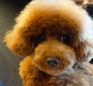 結ちゃんBaby／トイプードル